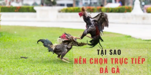 Đá Gà Trực Tiếp Thomo C1 - Những Chiến Thắng Đáng Nhớ